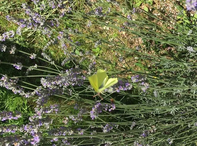 D'hotes Le Clos De Rapevache