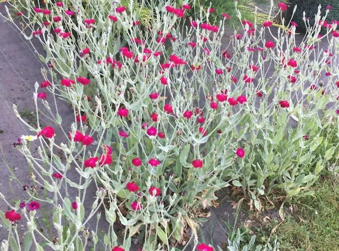 Bed and breakfast D'hotes Le Clos De 3*